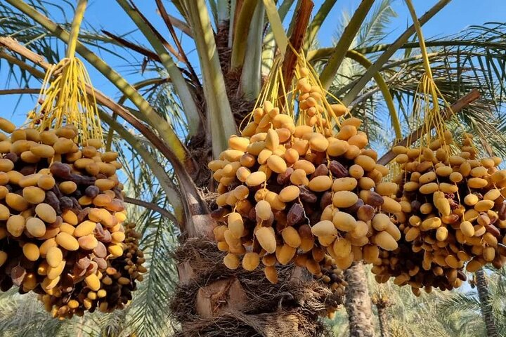 ورود تعاون روستایی به بازار خرما برای حمایت از کشاورزان بوشهری