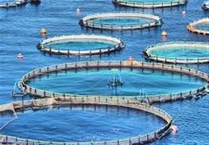 توسعه طرح‌های نوین شیلاتی در هرمزگان الزامی است