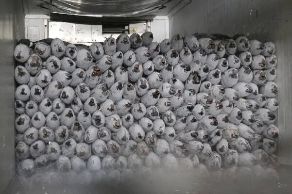 آغاز فصل صید تن‌ماهی در آب‌های دور توسط صیادان جاسکی