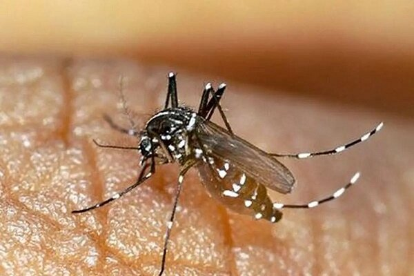 موارد ابتلای تب دنگی در هرمزگان به ۷۰ نفر رسید