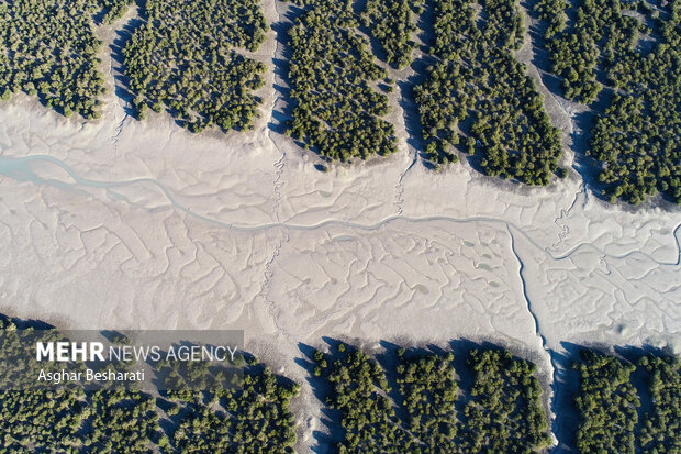حَرّا، ریه سبز خلیج فارس و تکیه‌گاه زندگی در جزیره؛ ۵ هزار نهال غرس شد