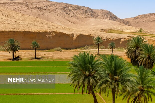 ضرورت تجمیع کشاورزان در قالب تعاونی‌ها